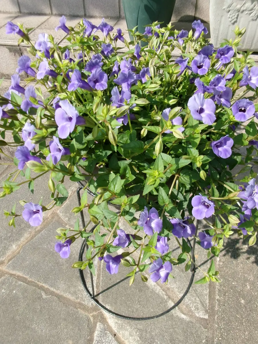 挿し芽を繰り返し4度目の夏も楽しみます♪｜そだレポ（栽培レポート