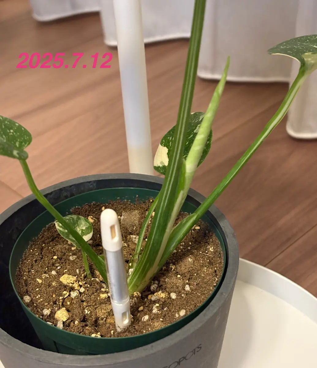 タイコンちゃんの新芽！｜そだレポ（栽培レポート）byちゃりこ