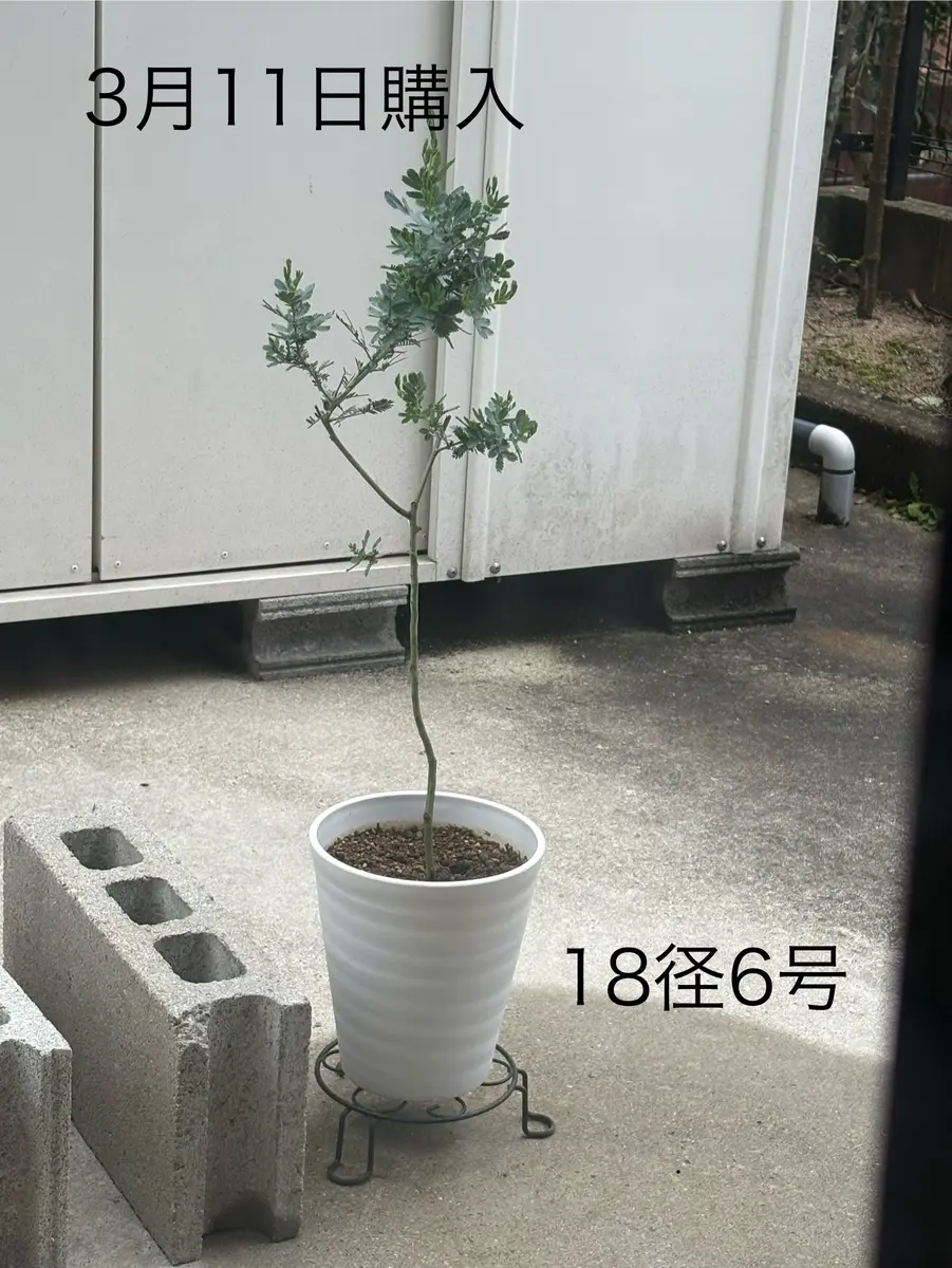 ミモザアカシアを鉢植えで｜そだレポ（栽培レポート）byネコニホン