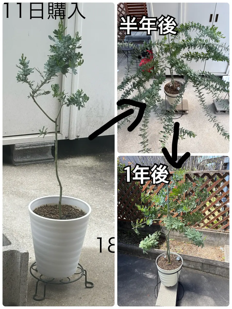 ミモザアカシアを鉢植えで｜そだレポ（栽培レポート）byネコニホン