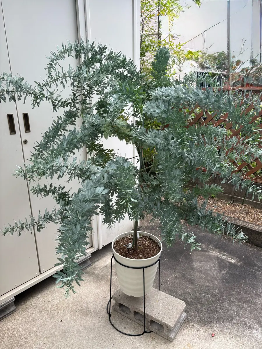 ミモザアカシアを鉢植えで｜そだレポ（栽培レポート）byネコニホン
