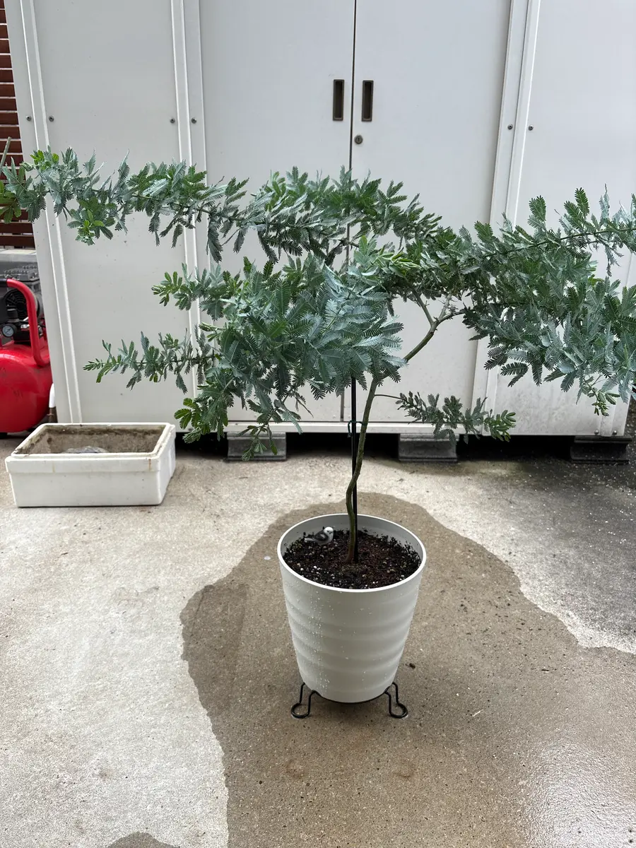 ミモザ鉢植え ミモザアカシアを鉢植えで｜そだレポ（栽培レポート）byネコニホン