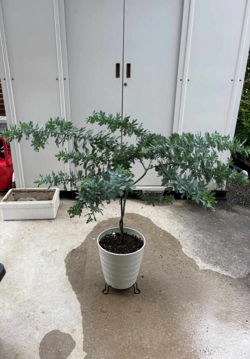 ミモザアカシアを鉢植えで｜そだレポ（栽培レポート）byネコニホン 