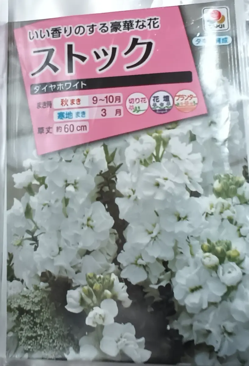 高性八重咲きストックの種を早まきして秋に咲かせる｜そだレポ（栽培