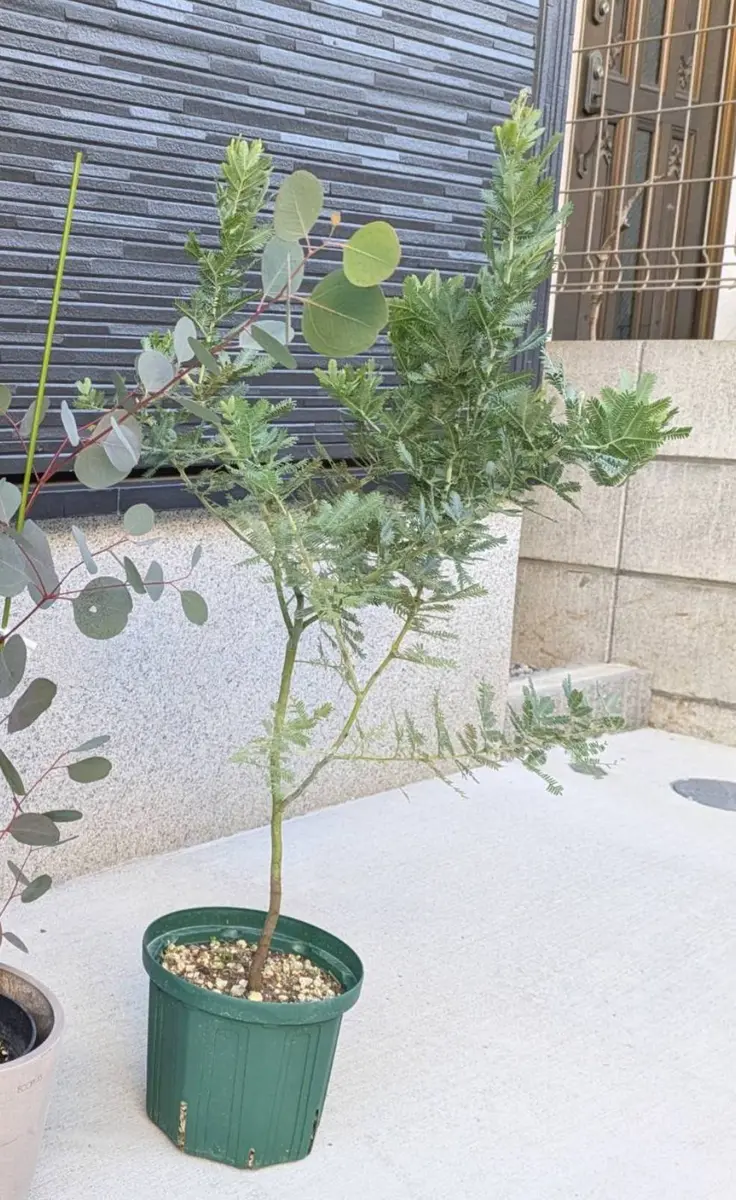 ミモザ・アカシア｜そだレポ（栽培レポート）byひとみり｜みんなの趣味