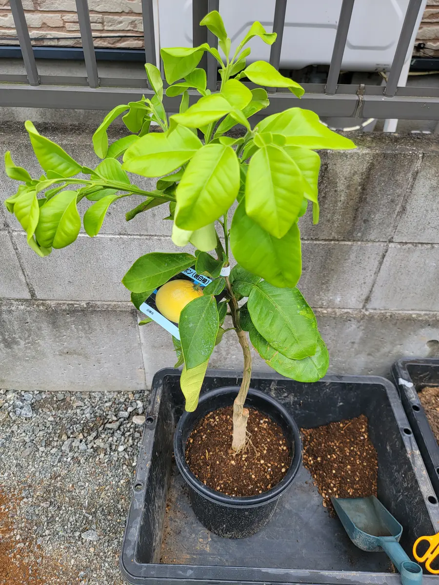 ①晩白柚　約10㎏ 自家栽培で安心安全 栽培期間中化学肥料農薬不使用 ⑥晩白柚 約6㎏ 自家栽培で安心安全 栽培期間中化学肥料農薬不使用