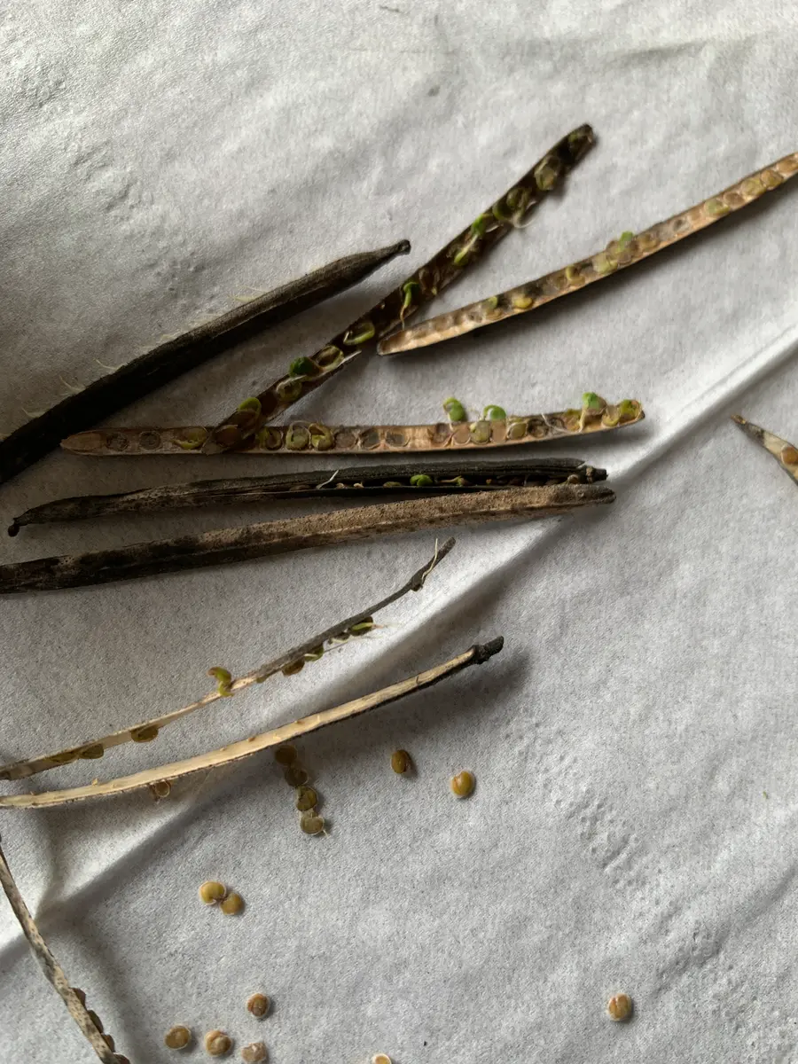 真夏にストック！2025年 夏真っ盛り！｜そだレポ（栽培レポート