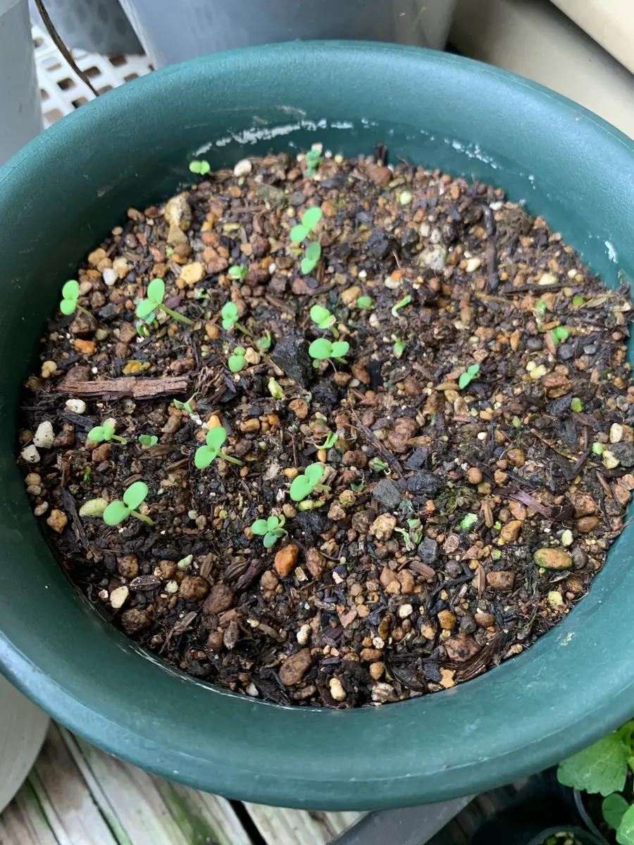 真夏にストック！2025年 夏真っ盛り！｜そだレポ（栽培レポート