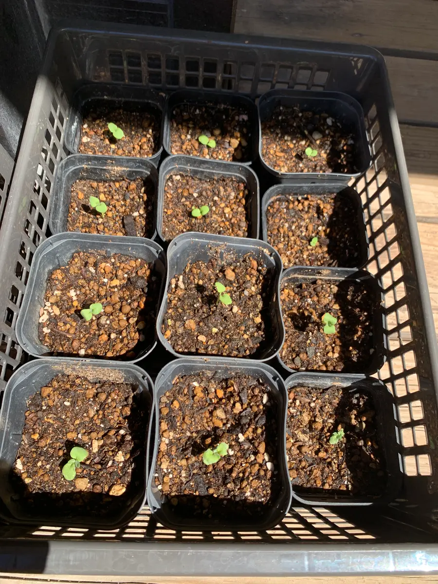 真夏にストック！2025年 夏真っ盛り！｜そだレポ（栽培レポート