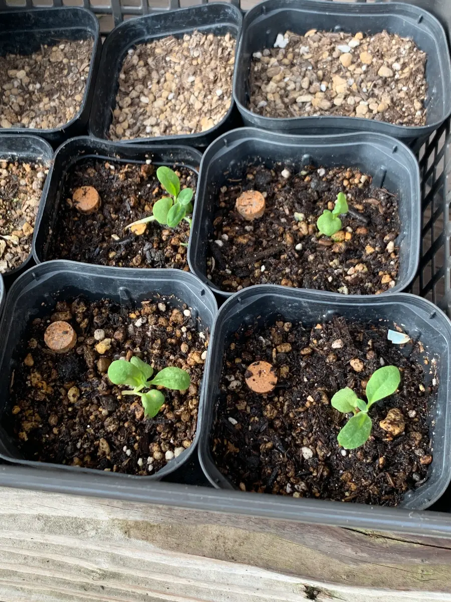 真夏にストック！2025年 夏真っ盛り！｜そだレポ（栽培レポート