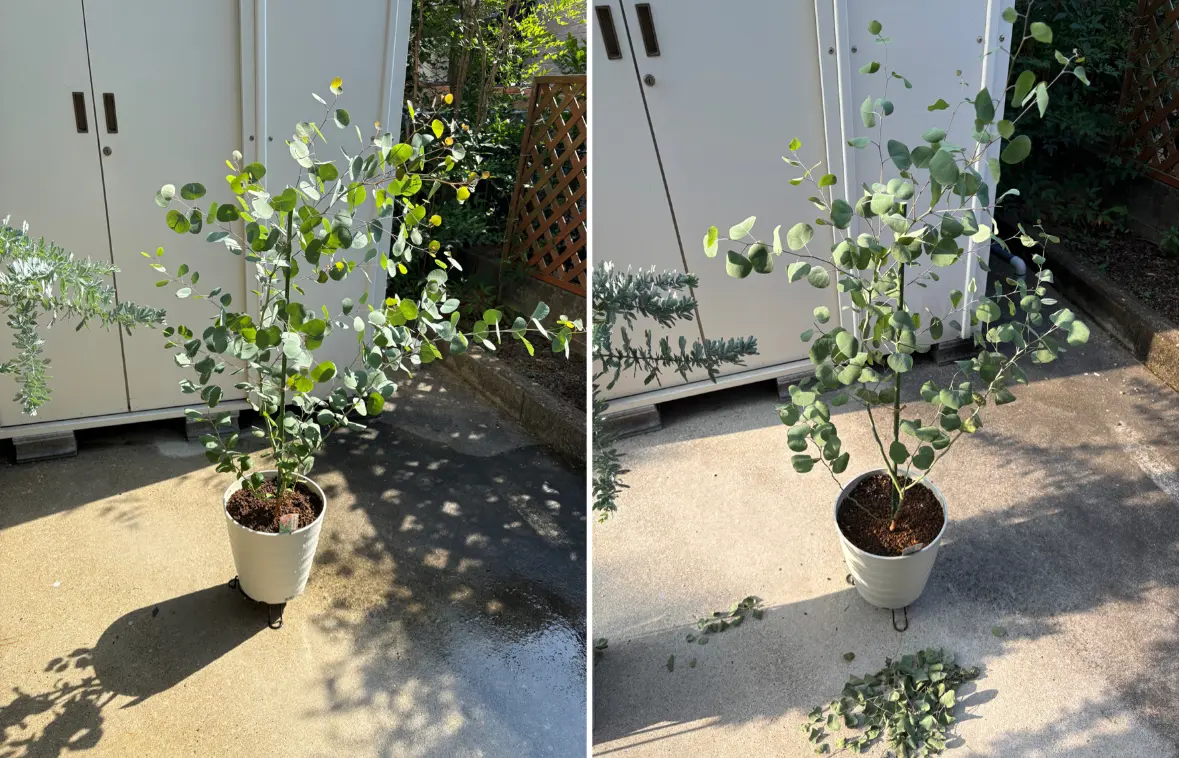 ユーカリポポラスを鉢植えで｜そだレポ（栽培レポート）byネコニホン