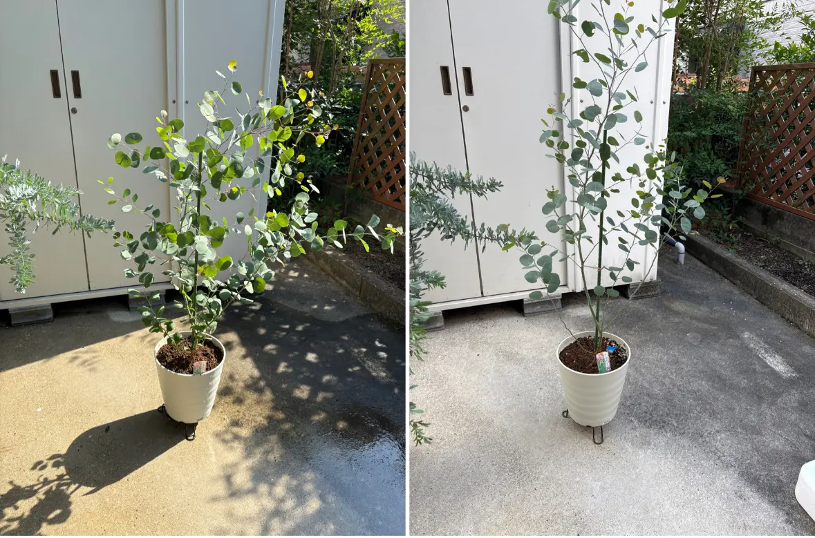 BIGボタニカル｜ドライ］ユーカリ ポポラスベリー 90-100㎝ 商品ページ