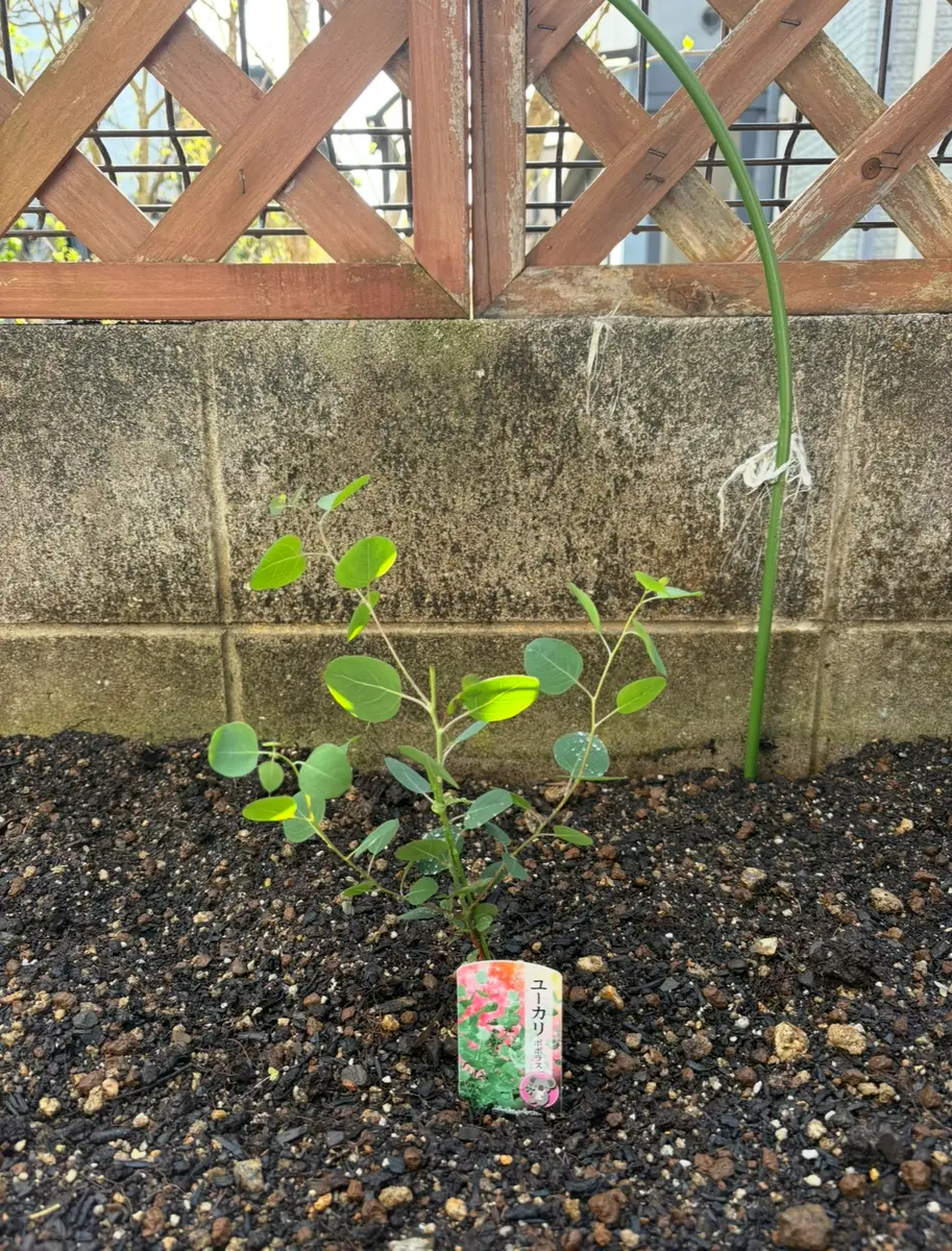 ユーカリポポラスを鉢植えで｜そだレポ（栽培レポート）byネコニホン