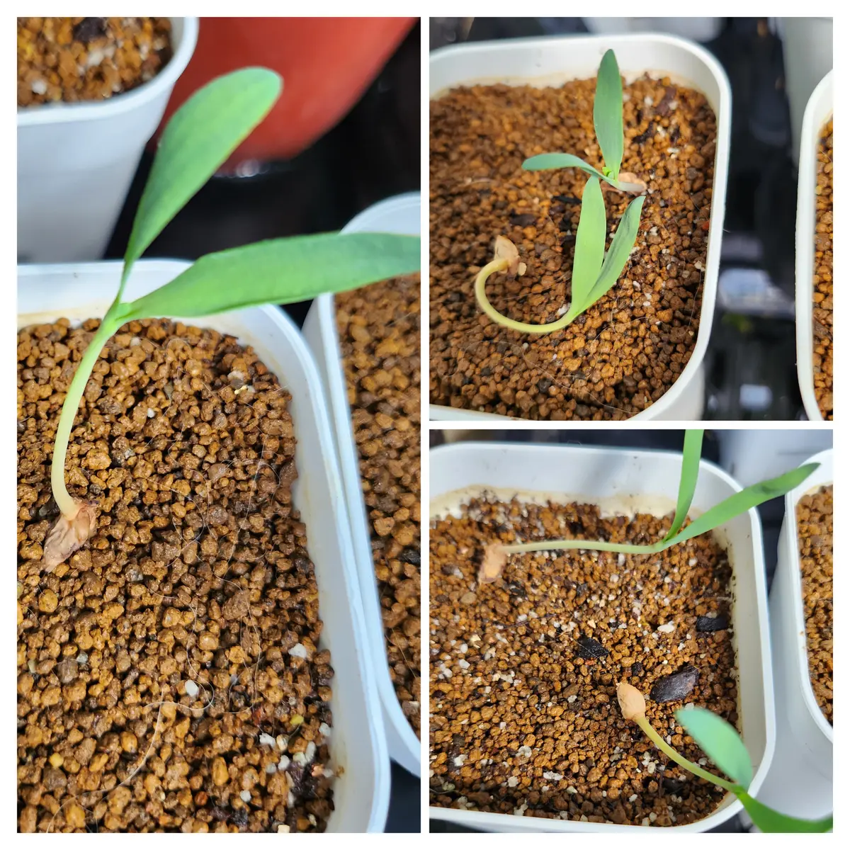 ウェルウィッチア・ミラビリス 実生｜そだレポ（栽培レポート