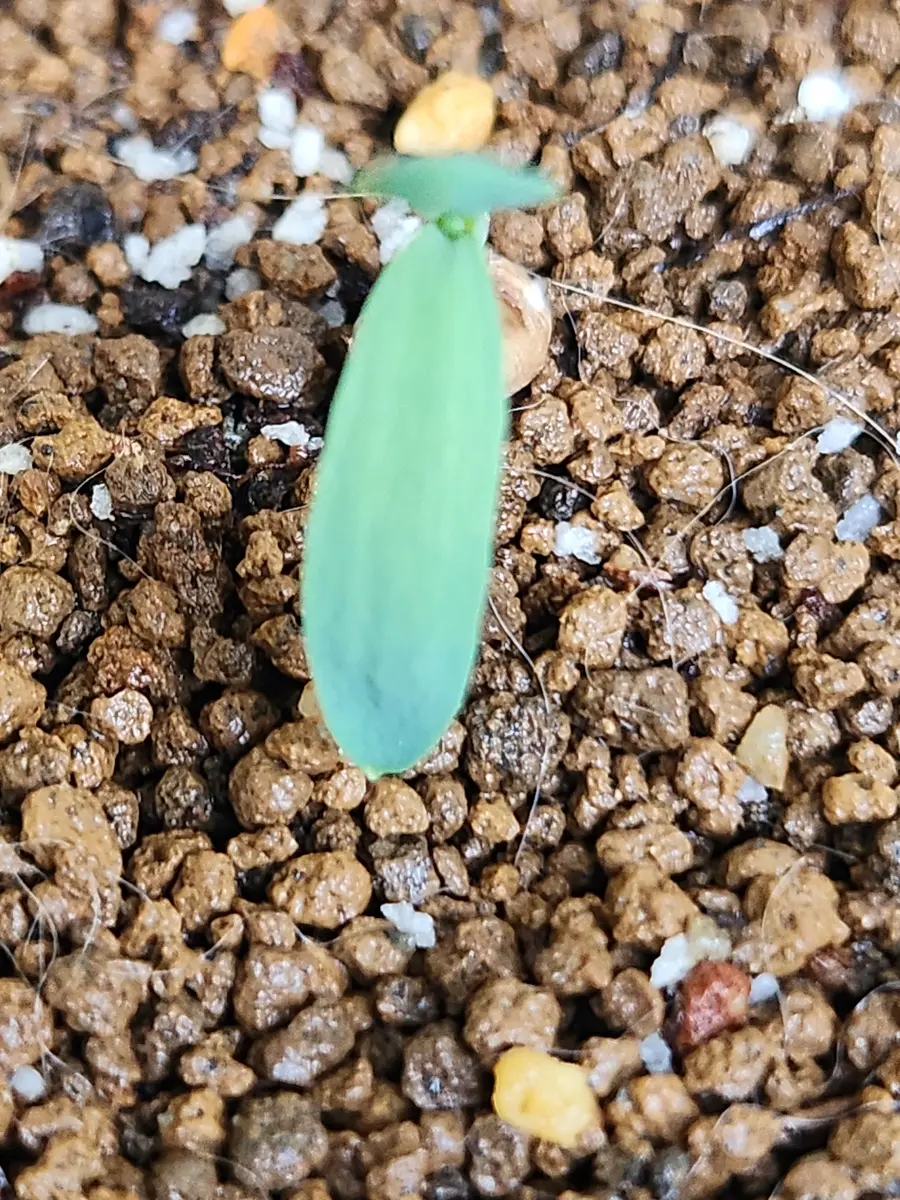 ウェルウィッチア・ミラビリス 実生｜そだレポ（栽培レポート）by律九