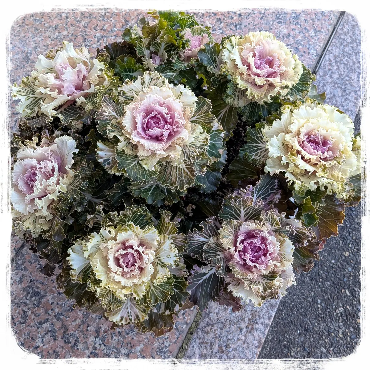 2□葉牡丹のタネ〜プラチナケールクリスタルバニラ、レッド｜そだレポ
