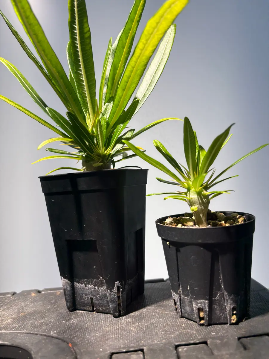 LF35 多肉植物 サボテン パキポディウム・アンボンゲンセ (実生)極美大株 LF35 多肉植物 サボテン パキポディウム・アンボンゲンセ (実生