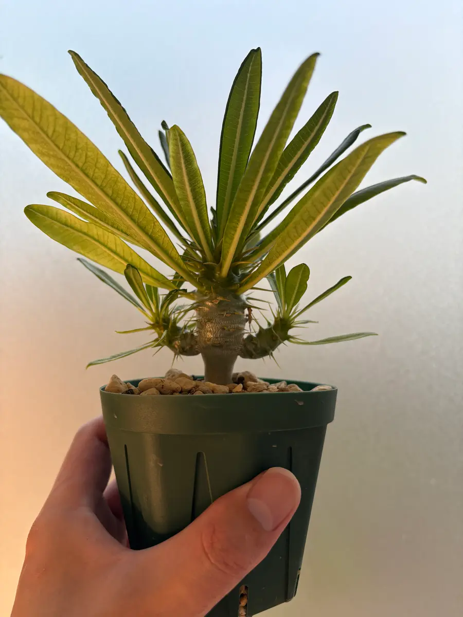 パキポディウム アンボンゲンセ　2年管理　発根済み花が咲くので実生の方オススメ パキポディウム アンボンゲンセ 2年管理 発根済み花が咲くので実生の方