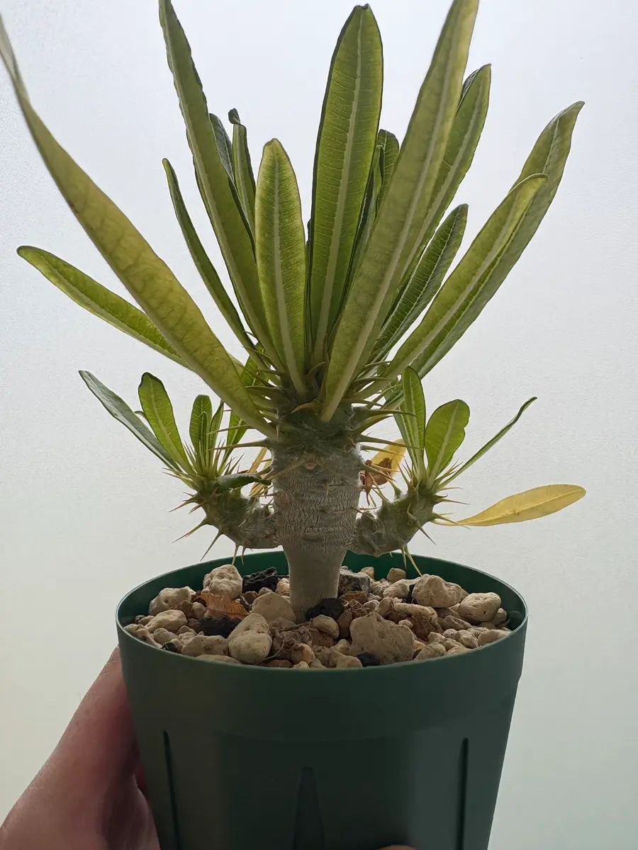 アンボンゲンセ　実生　8月29日　写真追加 アンボンゲンセ 実生 8月29日 写真追加 アンボンゲンセ 実生 8月29日