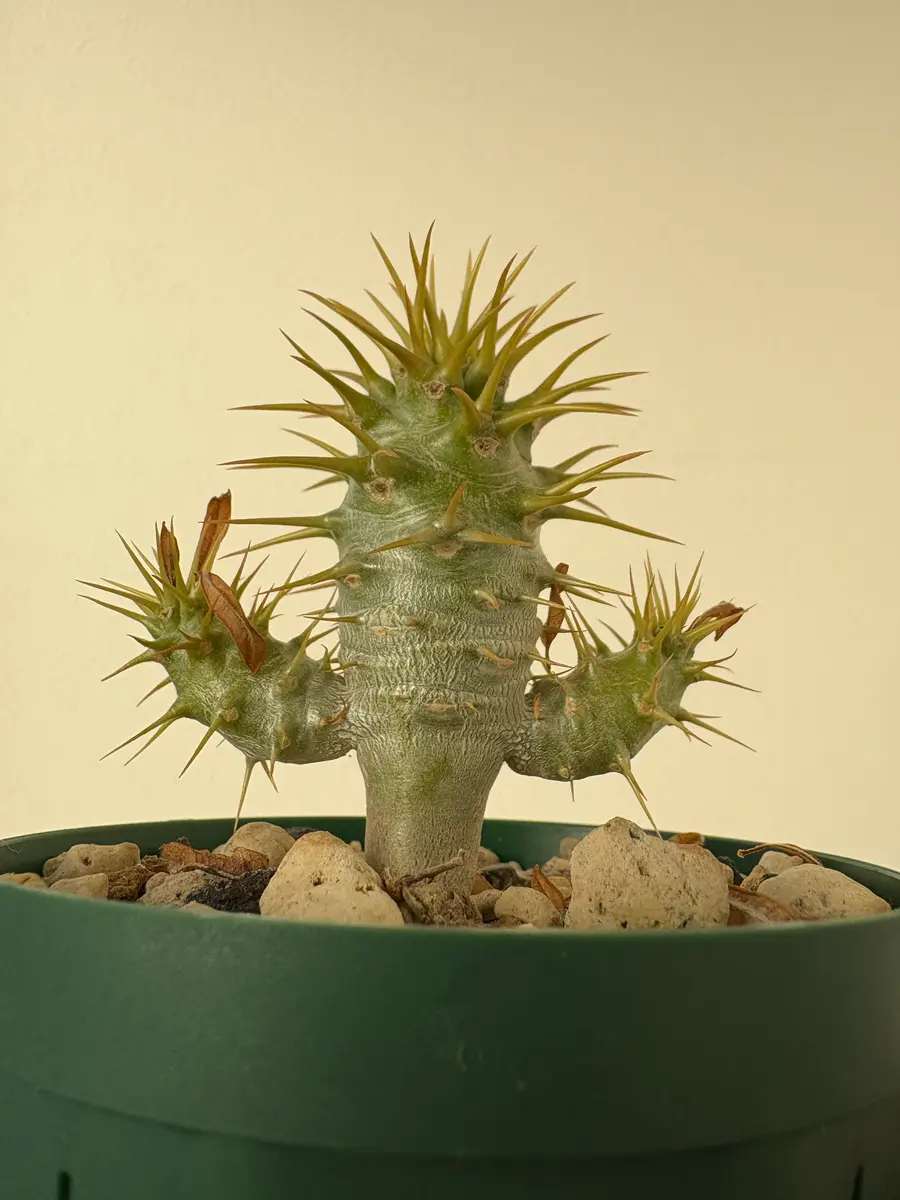 初心者によるアンボンゲンセ実生記録｜そだレポ（栽培レポート）by