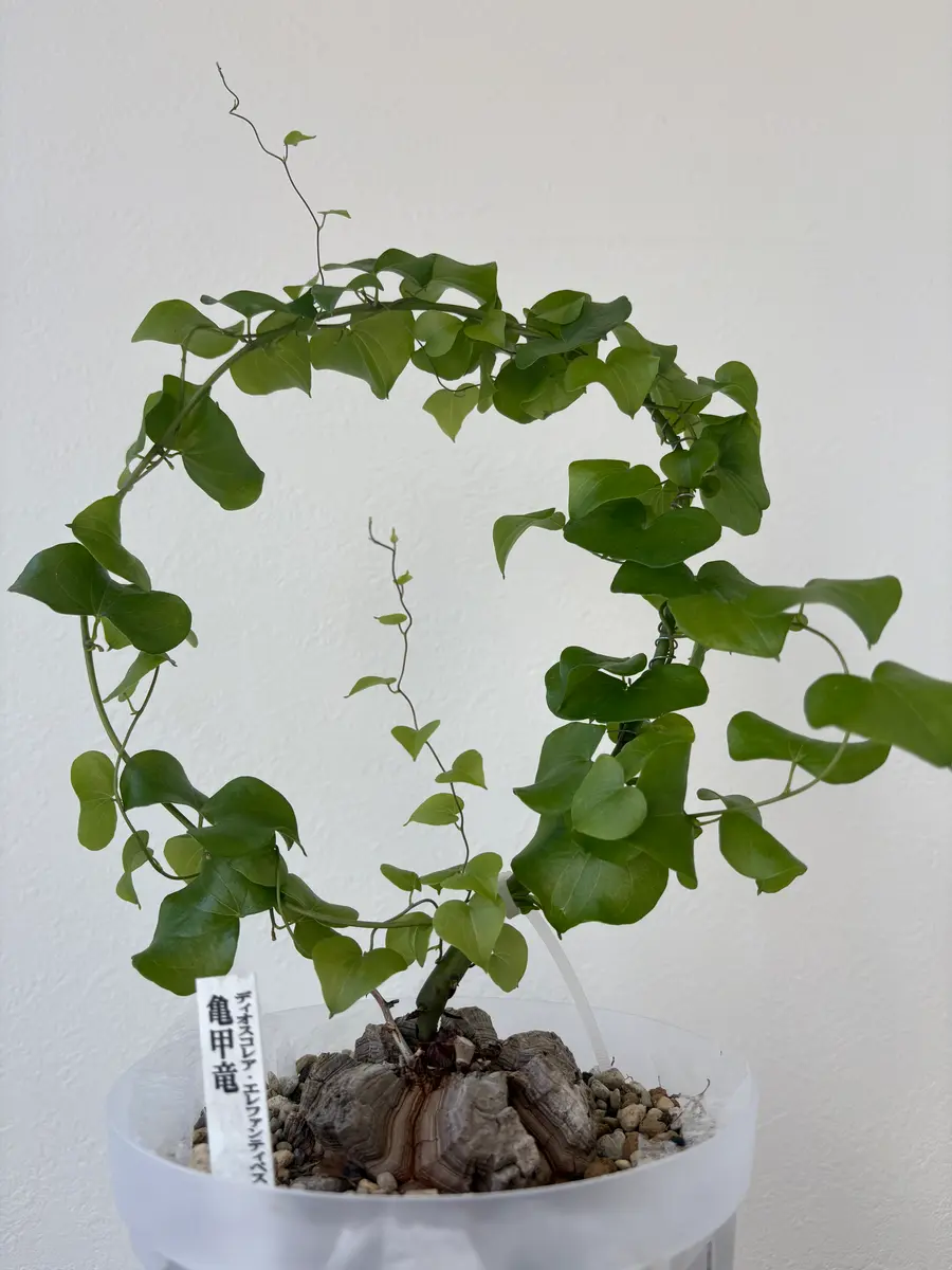 亀甲竜の育成レポ｜そだレポ（栽培レポート）byひろりん☆｜みんなの