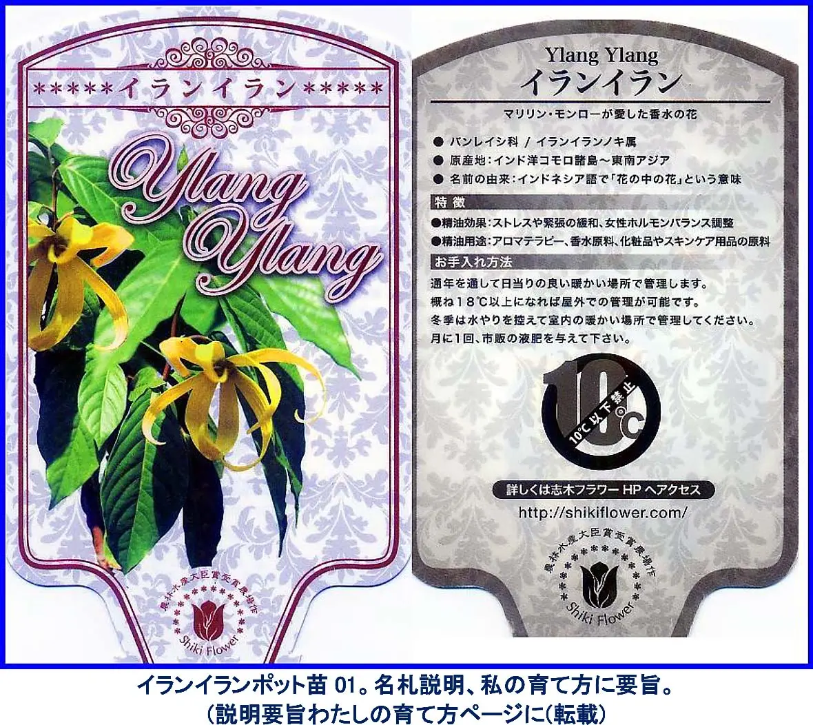 イランイラン 苗木 7号ポット 観葉植物 香水の原料 幸せの香り 自律