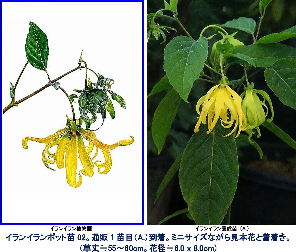 イランイラン鉢植え 開花中 9-3 イランイランの木 5号鉢 | 日本