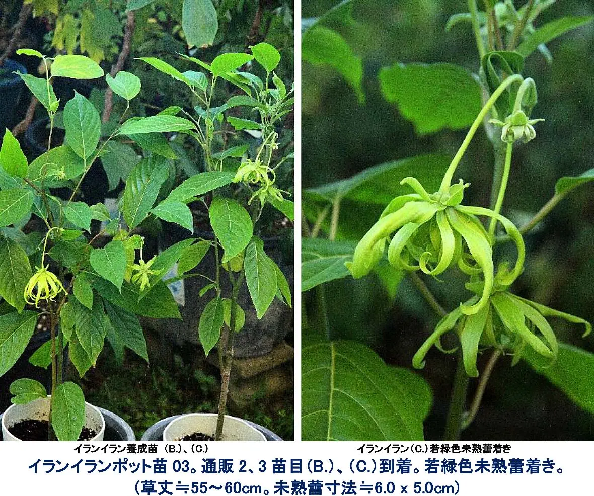 イランイラン。シンガポール国立蘭園に植栽沢山、奇形の薄緑〜黄色に