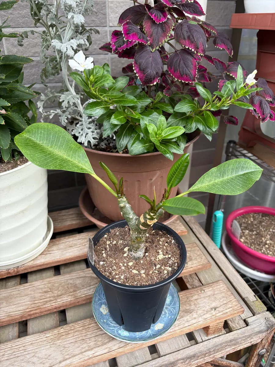 鉢植え プルメリア 3鉢