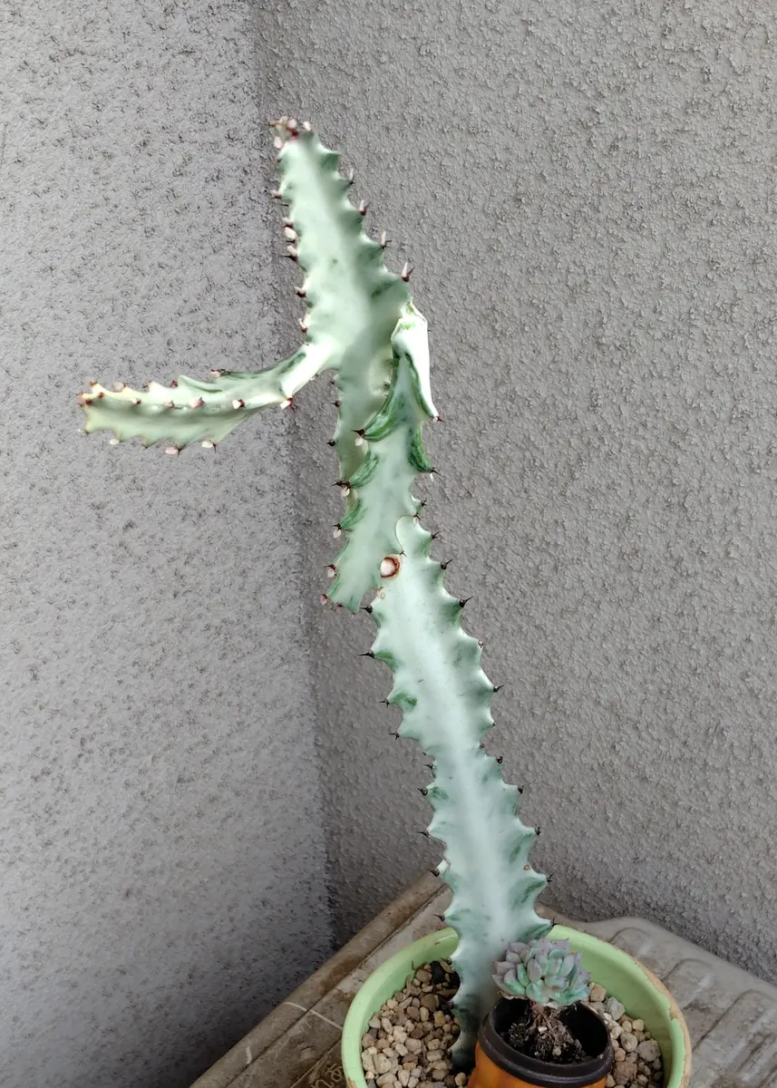 鉢植え☆送料込】ホワイトゴースト・綴化・サボテン（116㎝） 【公式通販】