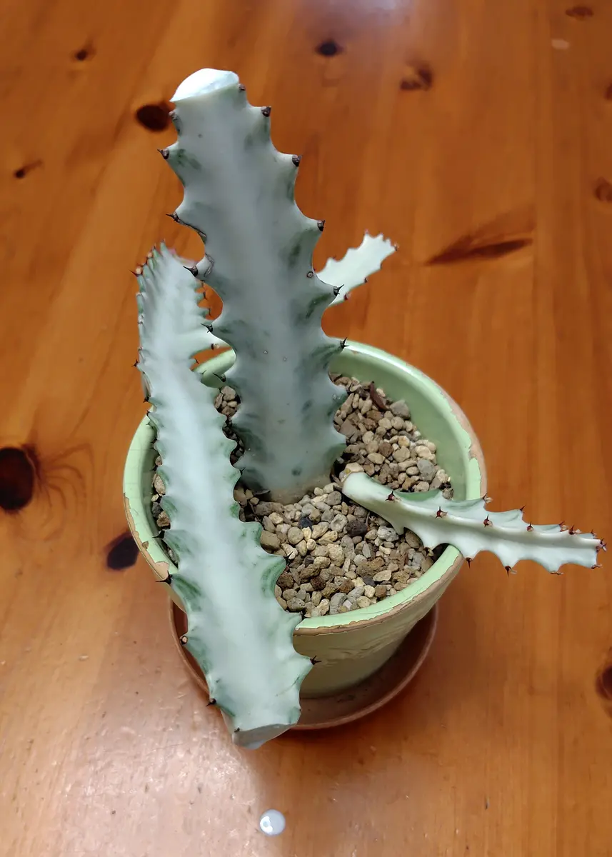 【鉢植え☆送料込】ホワイトゴースト・綴化・サボテン（116㎝） 鉢植え☆送料込】ホワイトゴースト・綴化・サボテン（116㎝） 【公式通販】