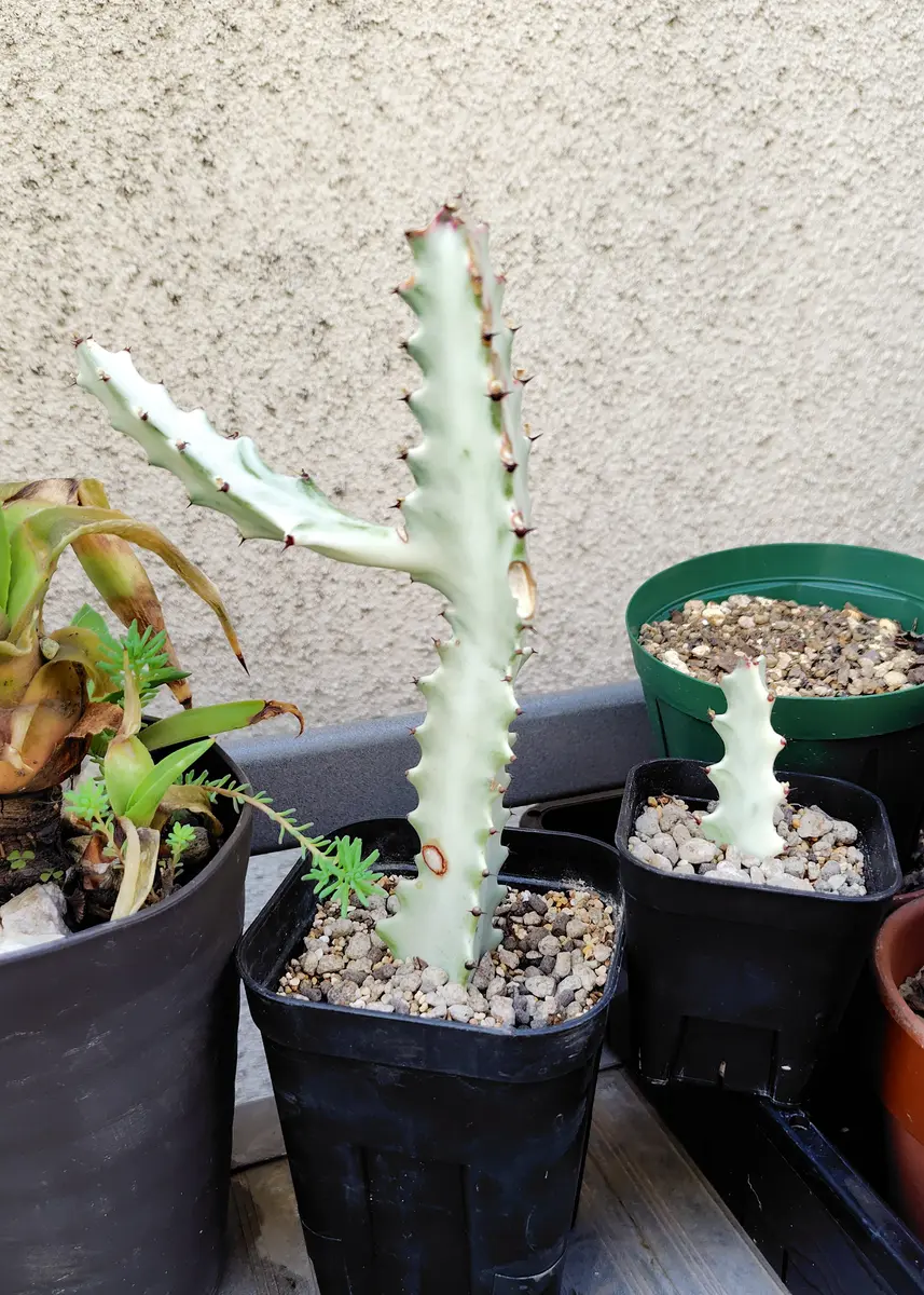 鉢植え☆送料込】ホワイトゴースト・綴化・サボテン（116㎝） 【公式通販】