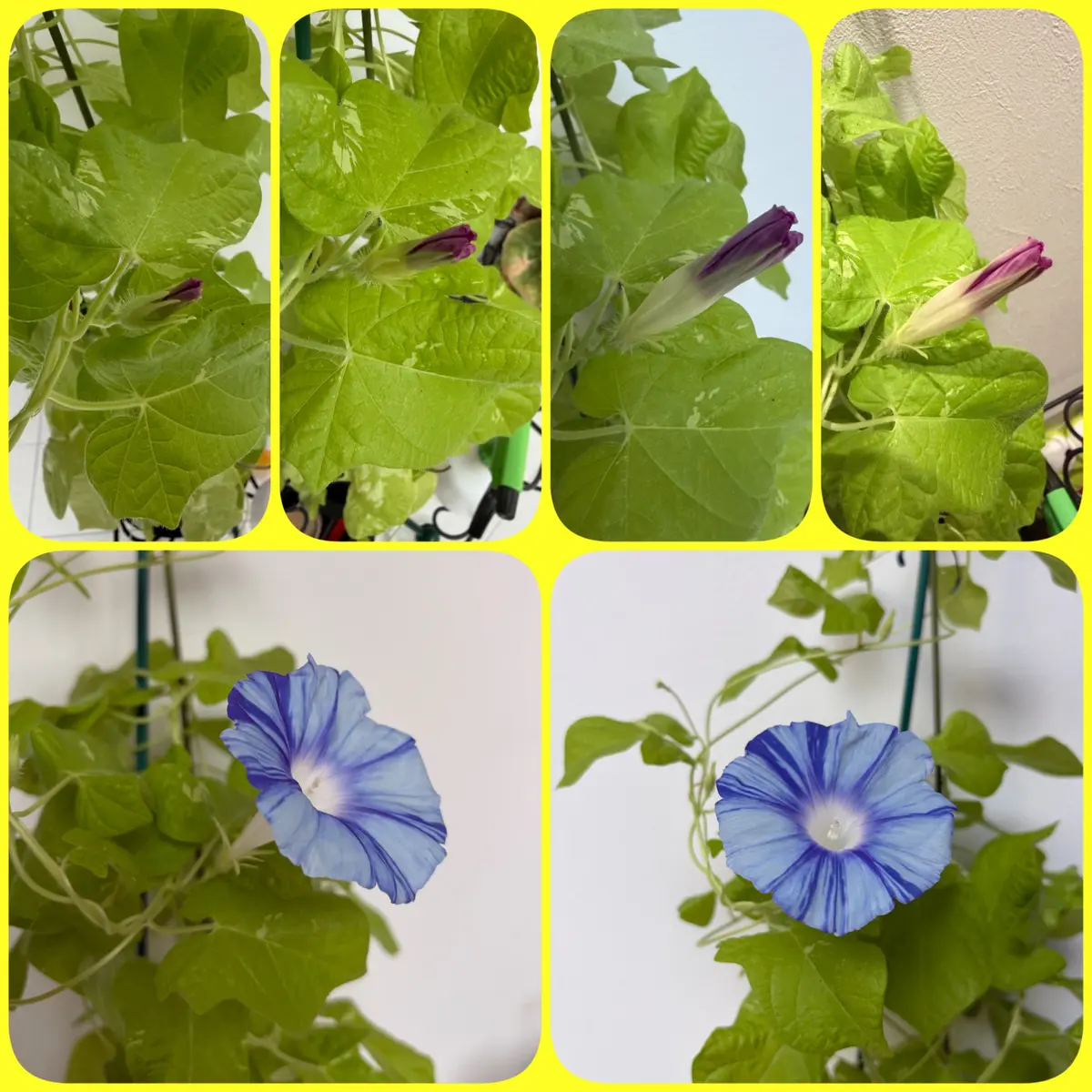初めての名古屋朝顔2025｜そだレポ（栽培レポート）byここのすけ