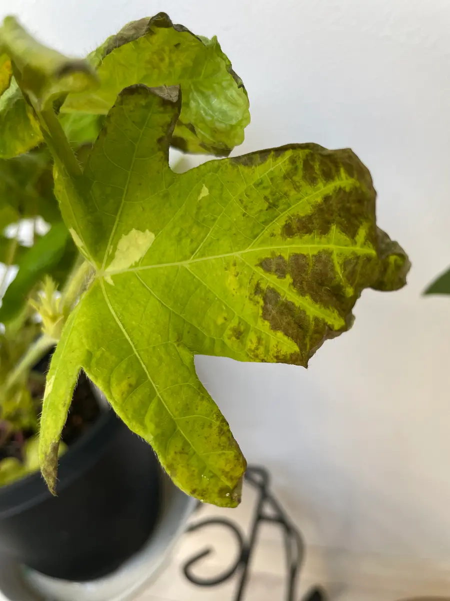 初めての名古屋朝顔2025｜そだレポ（栽培レポート）byここのすけ