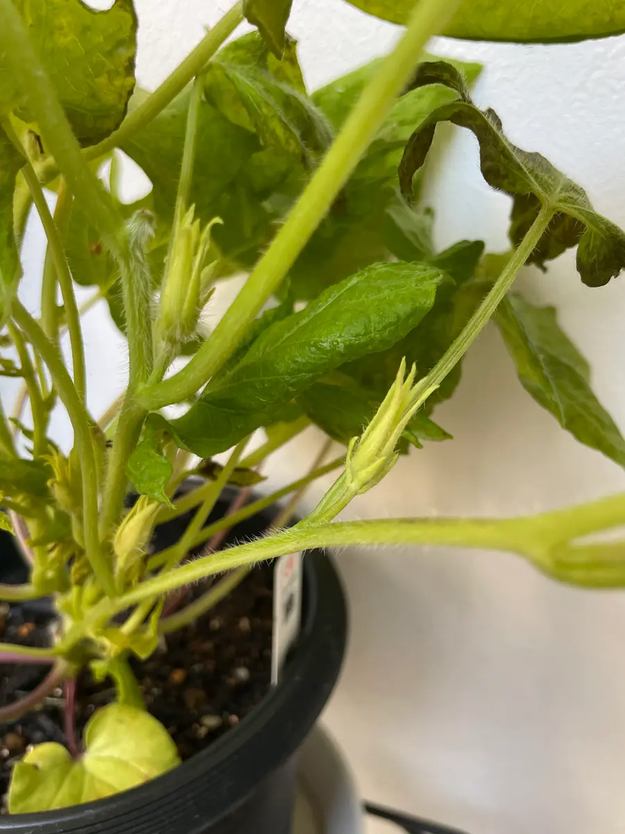 初めての名古屋朝顔2025｜そだレポ（栽培レポート）byここのすけ