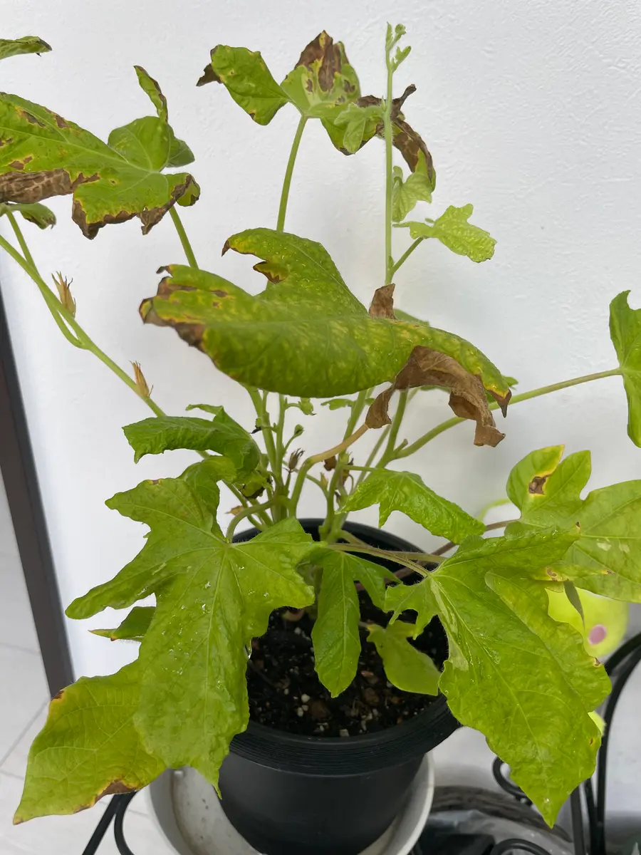 初めての名古屋朝顔2025｜そだレポ（栽培レポート）byここのすけ