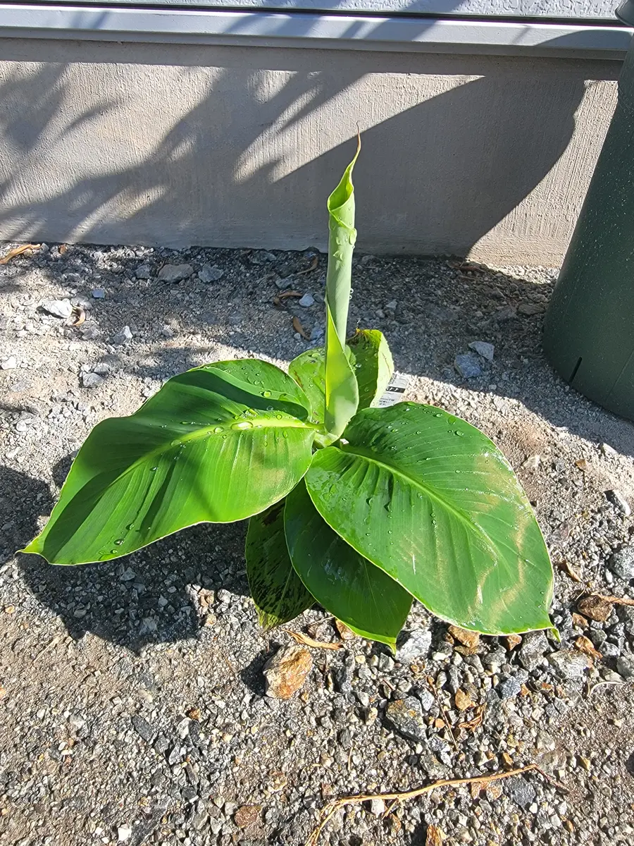ドワーフバナナ 幼苗 緑色広葉　親株越冬してます。幹が、太くなってきてます。 ドワーフバナナ 幼苗 緑色広葉 親株越冬してます。幹が、太くなってき