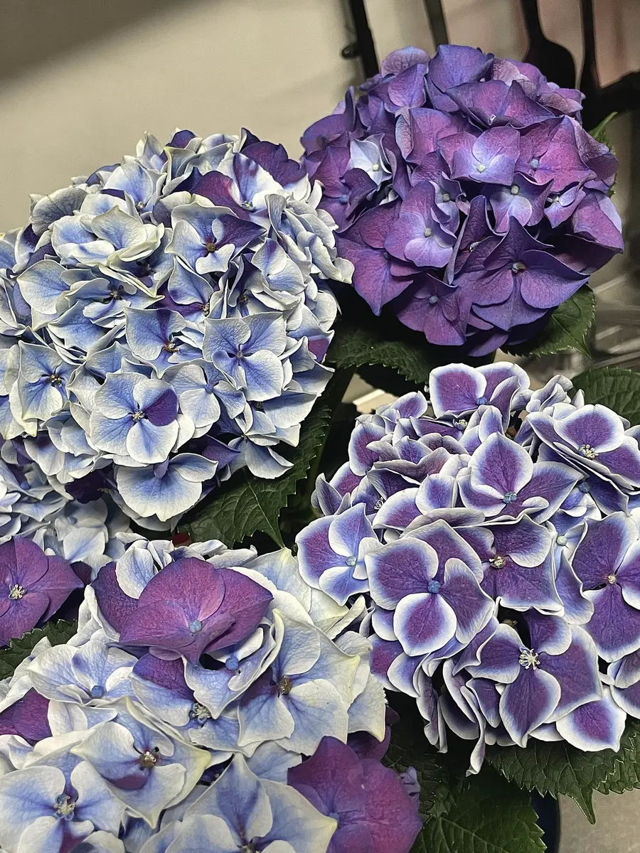 初めての紫陽花🧑‍🌾｜そだレポ（栽培レポート）byチャノスケ