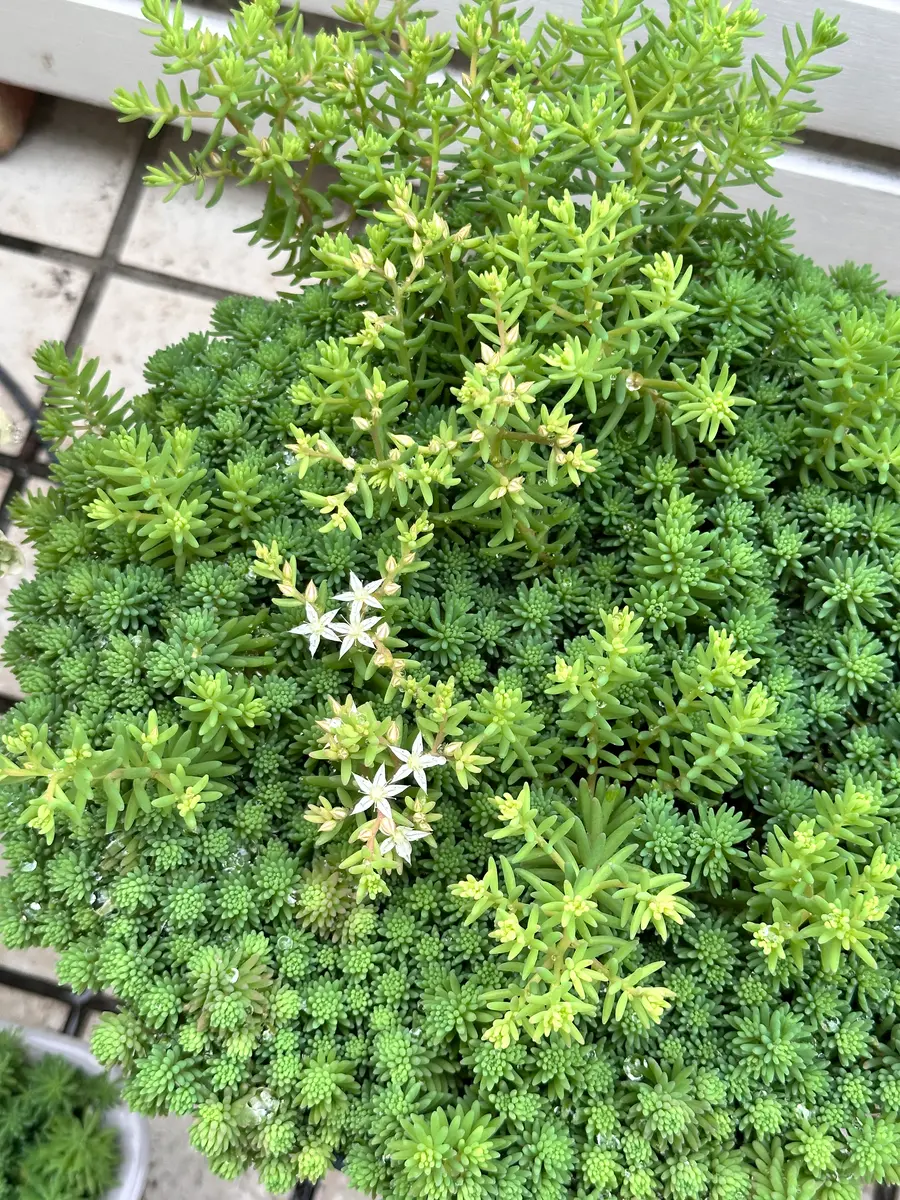 セダムを育ててみた｜そだレポ（栽培レポート）byみゃーこ｜みんなの