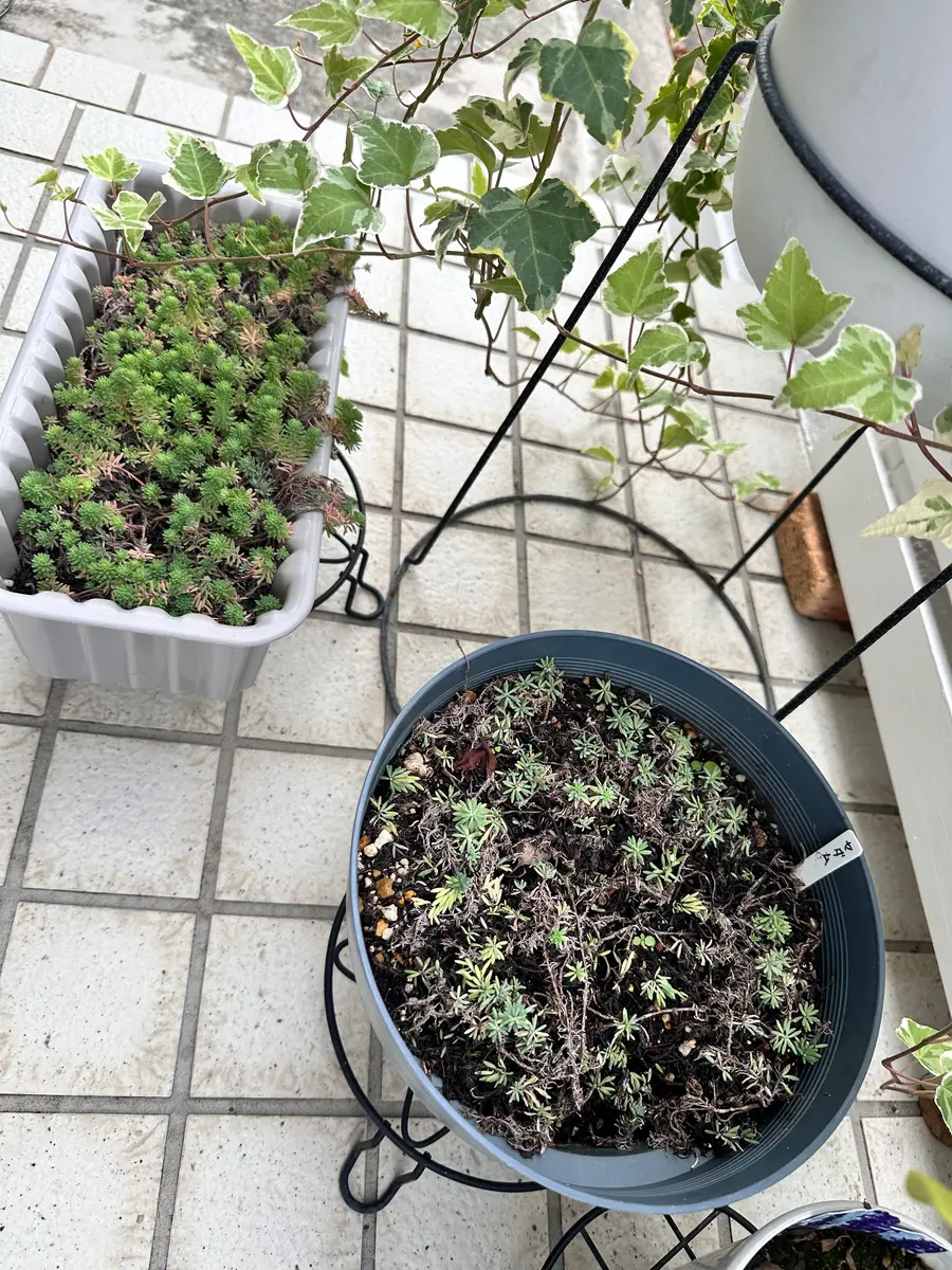 セダムを育ててみた｜そだレポ（栽培レポート）byみゃーこ｜みんなの