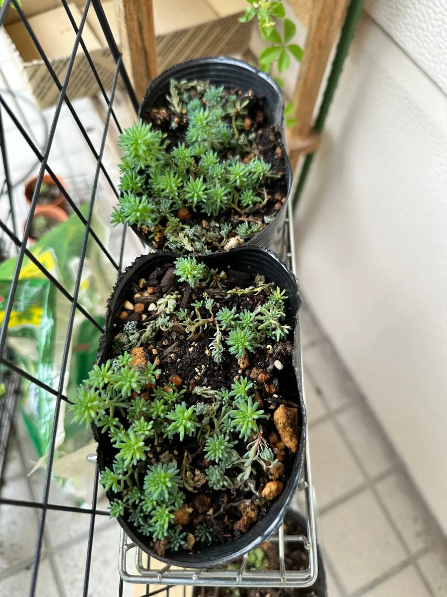 生育中のセダム 黒鉢 セダムを育ててみた｜そだレポ（栽培レポート）byみゃーこ｜みんなの