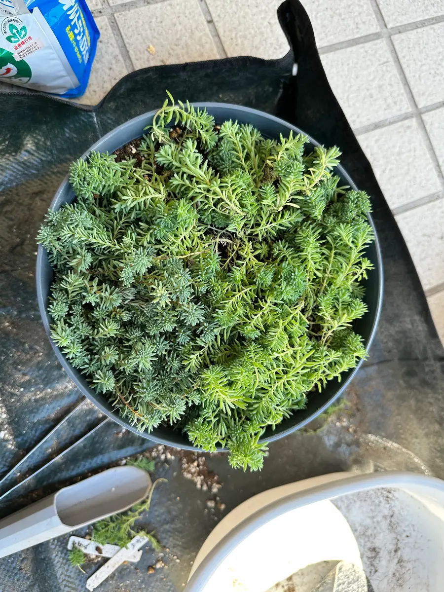 セダムを育ててみた｜そだレポ（栽培レポート）byみゃーこ｜みんなの