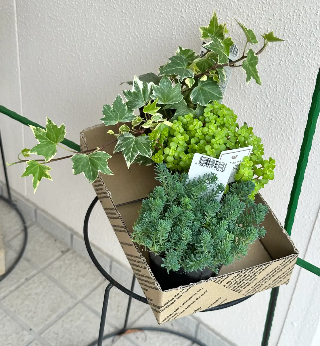 セダムを育ててみた｜そだレポ（栽培レポート）byみゃーこ｜みんなの