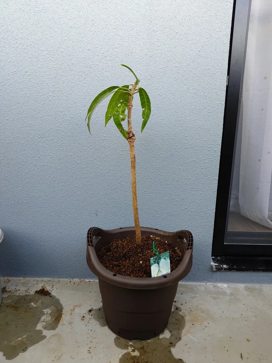 マンゴー（玉文）を接木苗から育てる｜そだレポ（栽培レポート）by