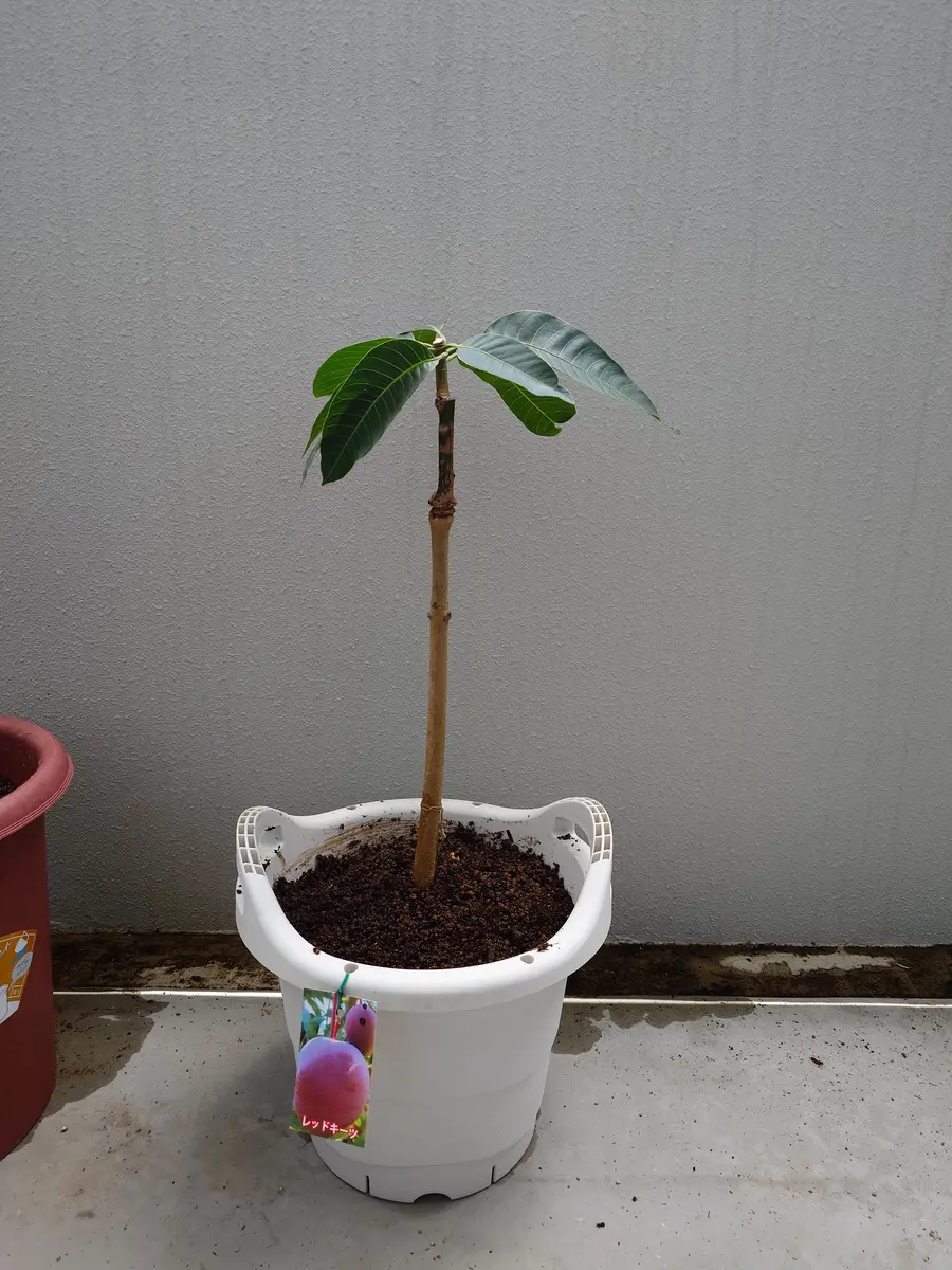 マンゴー苗　キーツ　接木苗 マンゴー苗 キーツ 接木苗 【公式通販】