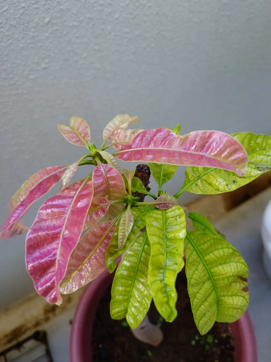 マンゴー（金蜜）を接木苗から育てる｜そだレポ（栽培レポート）by