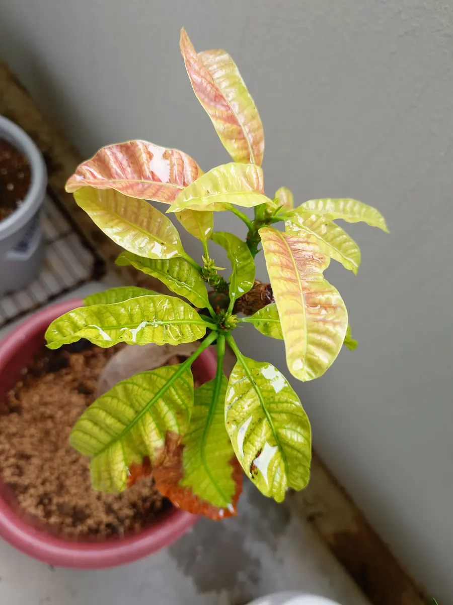 マンゴー（金蜜）を接木苗から育てる｜そだレポ（栽培レポート）by