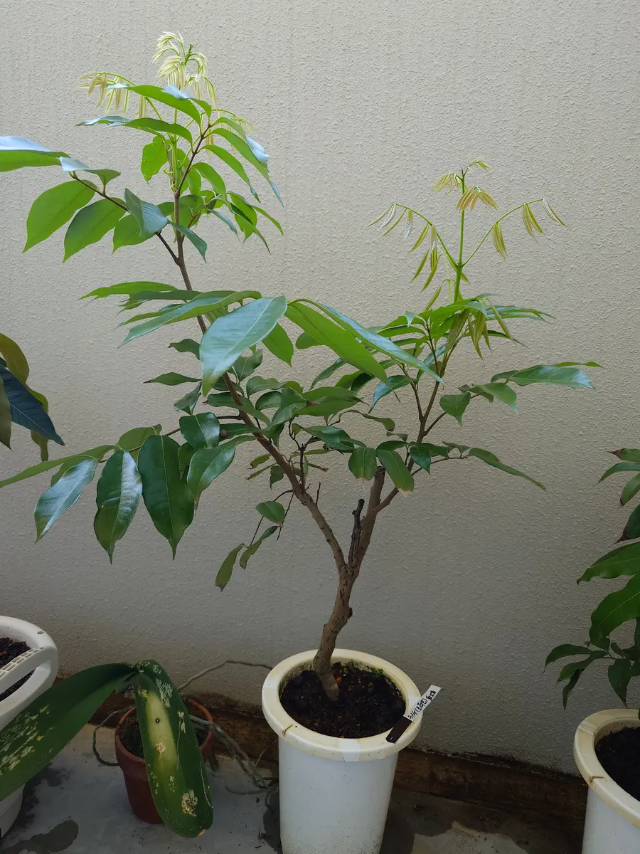 ライチ（玉荷包）を取り木苗から育てる part1｜そだレポ（栽培レポート