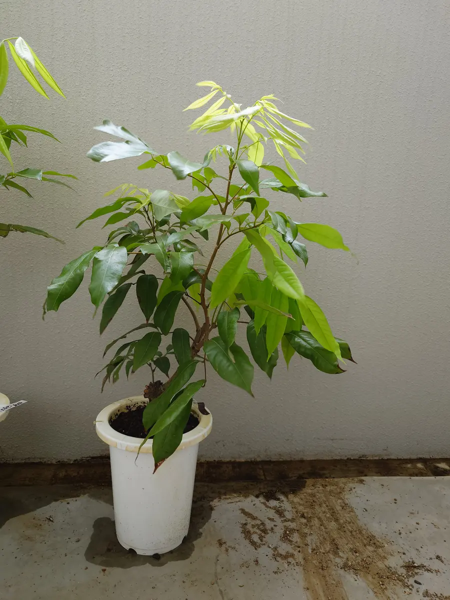 ライチ（玉荷包）を取り木苗から育てる part1｜そだレポ（栽培レポート