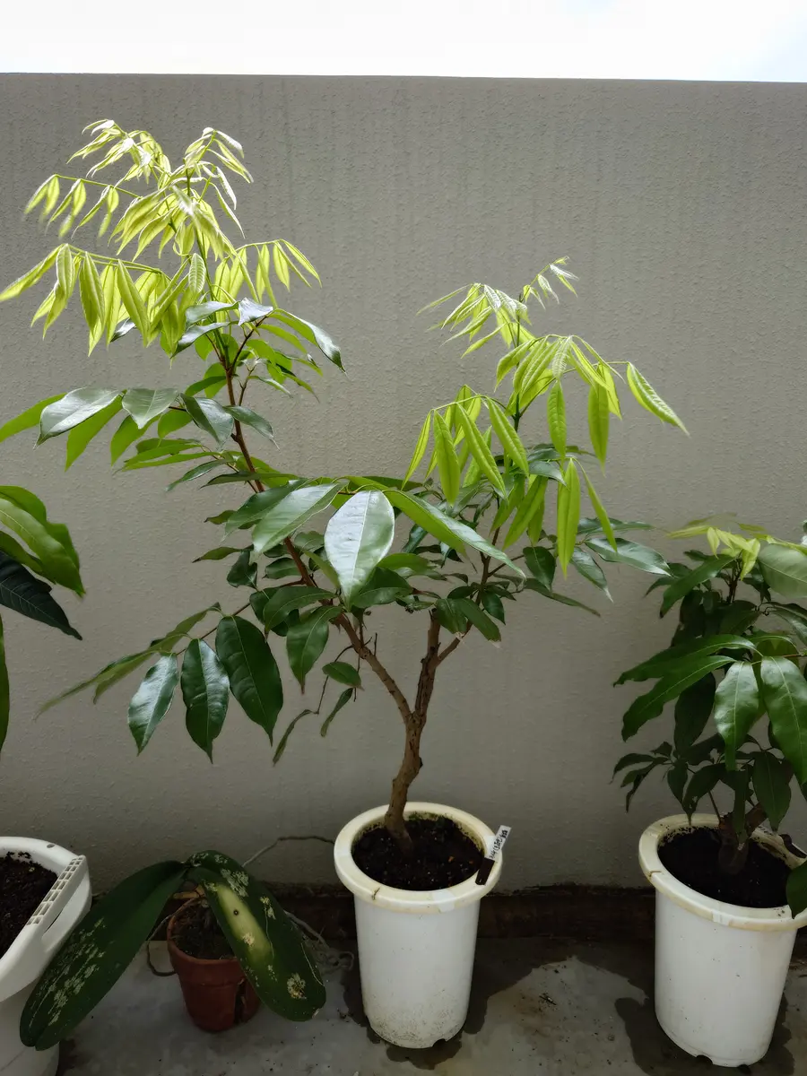 ライチ（玉荷包）を取り木苗から育てる part1｜そだレポ（栽培レポート